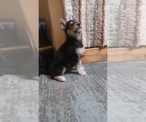Gerberian Shepsky Puppy for sale in EDMORE, MI, USA
