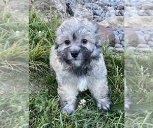 La-Chon Puppy for sale in SENECA FALLS, NY, USA