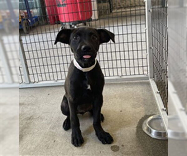 Medium Photo #1 Labrador Retriever-Unknown Mix Puppy For Sale in Rancho Cucamonga, CA, USA