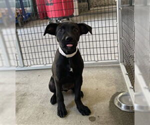 Labrador Retriever-Unknown Mix Dogs for adoption in Rancho Cucamonga, CA, USA