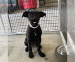 Small Labrador Retriever Mix