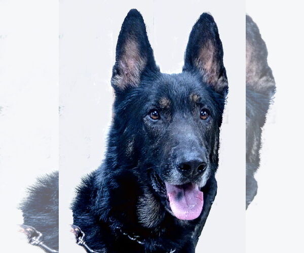 Medium Photo #2 German Shepherd Dog-Unknown Mix Puppy For Sale in Holly Springs, MS, USA