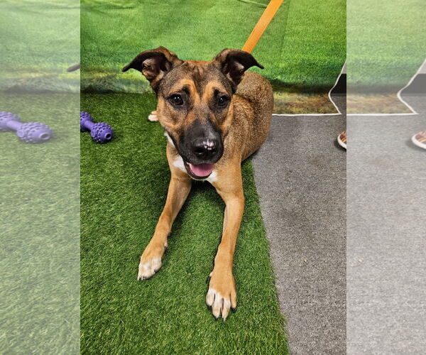 Medium Photo #5 Black Mouth Cur-Unknown Mix Puppy For Sale in Euless, TX, USA