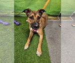 Small #4 Black Mouth Cur Mix