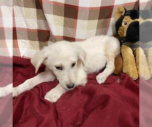 Australian Cattle Dog-Labrador Retriever Mix Dogs for adoption in Modesto, CA, USA