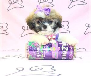 Shih Tzu Puppy for Sale in LAS VEGAS, Nevada USA