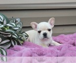 Small #2 French Bulldog