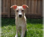 Small #3 Boxer-Shiba Inu Mix