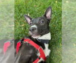 Small #5 American Pit Bull Terrier Mix