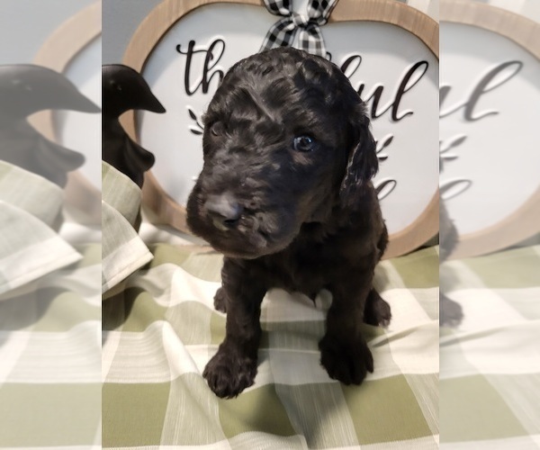 Medium Photo #4 Goldendoodle Puppy For Sale in KANSAS CITY, MO, USA