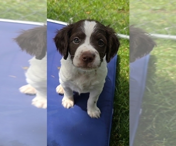Medium Photo #6 Brittany Puppy For Sale in MOHAWK, NY, USA