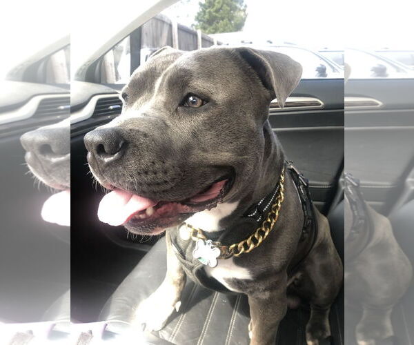 Medium Photo #4 American Pit Bull Terrier-Unknown Mix Puppy For Sale in Fort Collins, CO, USA