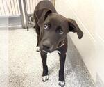 Small #1 Labrador Retriever Mix
