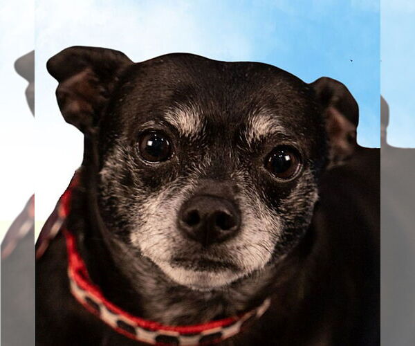 Medium Photo #14 Chihuahua-Unknown Mix Puppy For Sale in Lake Forest, CA, USA