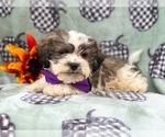 Small Photo #8 Zuchon Puppy For Sale in LAKELAND, FL, USA