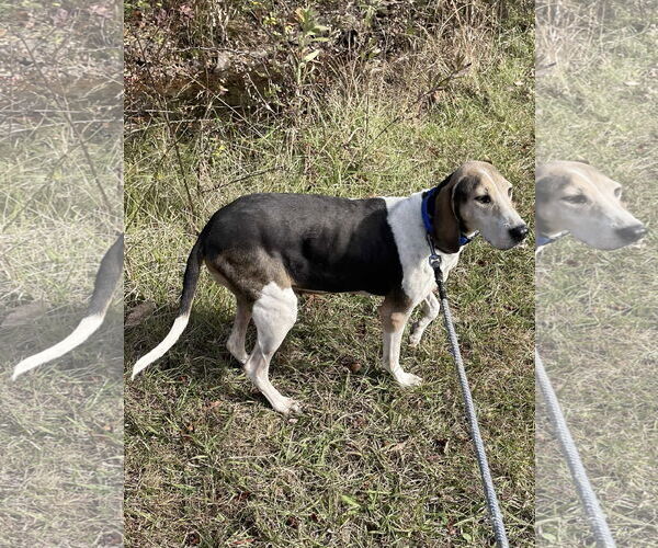 Medium Photo #3 Mutt Puppy For Sale in Rustburg, VA, USA