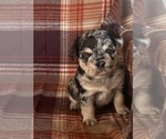Small #2 French Bulldog