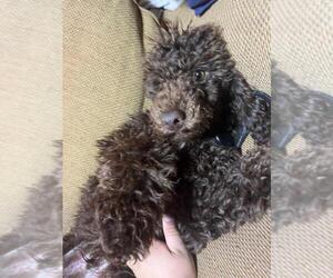 Poodle (Miniature) Puppy for sale in FREEPORT, NY, USA