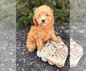 Goldendoodle (Miniature) Puppy for Sale in MIDDLEBURY, Indiana USA