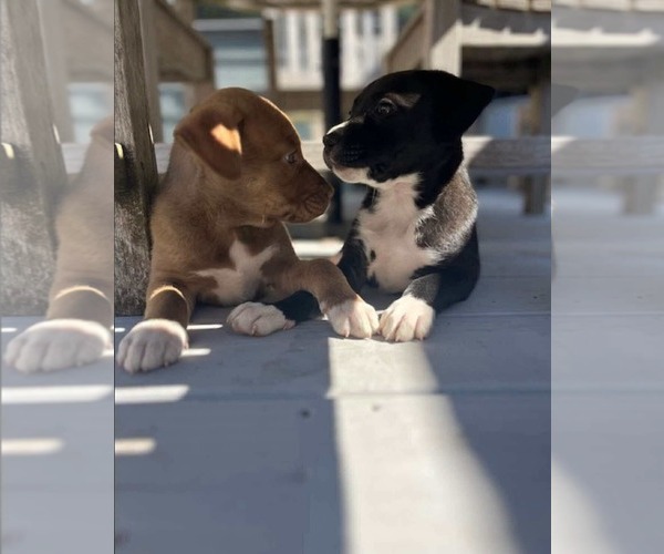 Medium Photo #5 American Pit Bull Terrier-Unknown Mix Puppy For Sale in Derwood, MD, USA