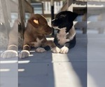Small #4 American Pit Bull Terrier Mix