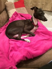 Mother of the Italian Greyhound puppies born on 02/28/2018