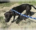 Small American Pit Bull Terrier Mix