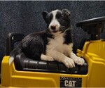 Small Photo #195 Border Collie Puppy For Sale in NORBORNE, MO, USA