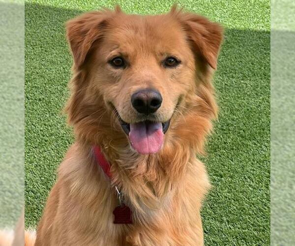 Medium Photo #5 Golden Retriever-Unknown Mix Puppy For Sale in San Diego, CA, USA