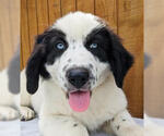 Small #1 Border Collie Mix