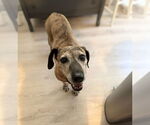 Small #2 Plott Hound Mix
