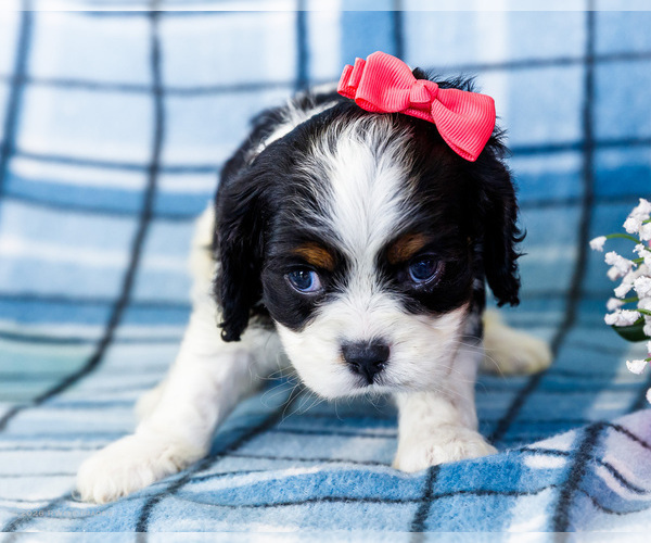 Medium Photo #42 Cockalier Puppy For Sale in WAKARUSA, IN, USA