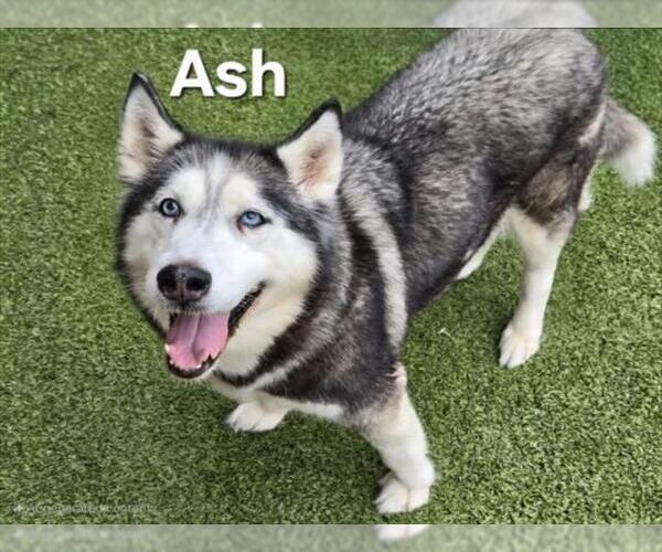 Medium Photo #1 Siberian Husky Puppy For Sale in Derwood, MD, USA