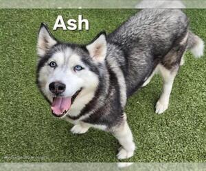 Siberian Husky Dogs for adoption in Derwood, MD, USA