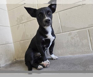 Chihuahua Dogs for adoption in Ocala, FL, USA