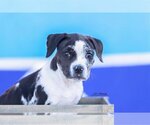 Small Photo #1 Catahoula Leopard Dog-Unknown Mix Puppy For Sale in Sandy, UT, USA