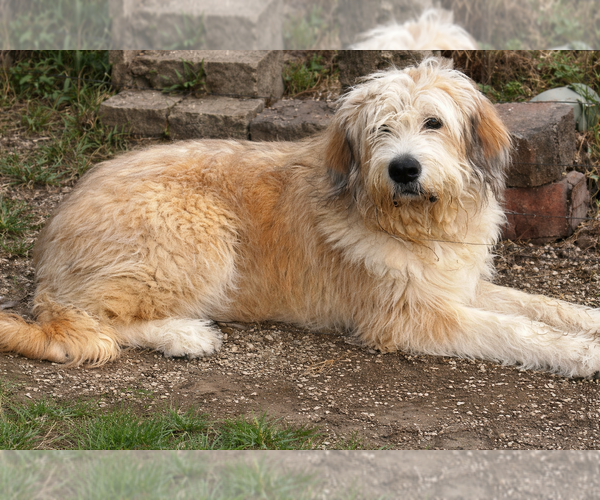 Medium Photo #4 Great Pyrenees-Unknown Mix Puppy For Sale in Evansville, IN, USA