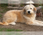 Small #3 Great Pyrenees Mix