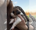 Small #6 Treeing Walker Coonhound