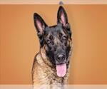 Small #2 German Shepherd Dog Mix