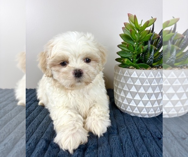 Medium Photo #3 Mal-Shi Puppy For Sale in INDIANAPOLIS, IN, USA