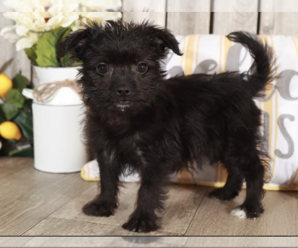 Medium Photo #1 Yo-Chon Puppy For Sale in MOUNT VERNON, OH, USA
