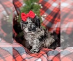 Small Photo #6 Poodle (Toy)-ShihPoo Mix Puppy For Sale in LINCOLN UNIV, PA, USA