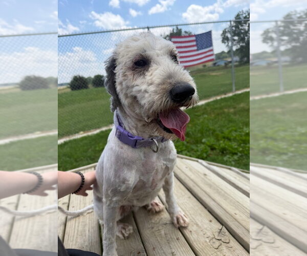 Medium Photo #2 Mutt Puppy For Sale in Pierceton , IN, USA