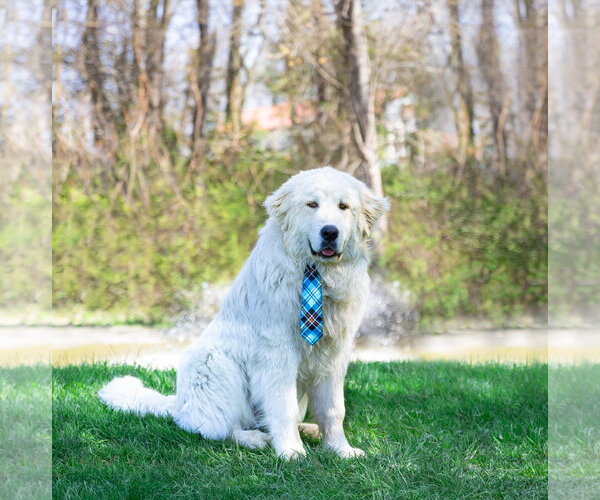 Medium Photo #2 Great Pyrenees Puppy For Sale in Unionville, PA, USA