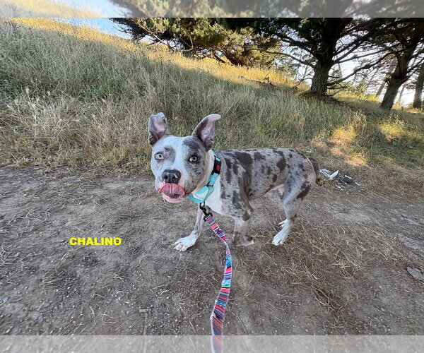 Medium Photo #5 Staffordshire Bull Terrier-Unknown Mix Puppy For Sale in Woodland Hills, CA, USA