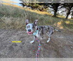Small #4 Staffordshire Bull Terrier Mix