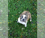 Small Photo #26 French Bulldog Puppy For Sale in ADRIAN, MI, USA