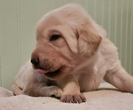 Puppy Scout Labrador Retriever
