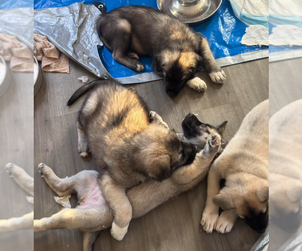 Medium Photo #1 Alaskan Malamute-Mastiff Mix Puppy For Sale in OMAHA, NE, USA